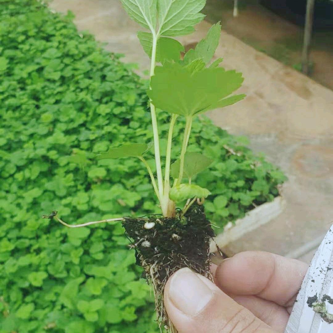 高原草莓苗(陈先森)