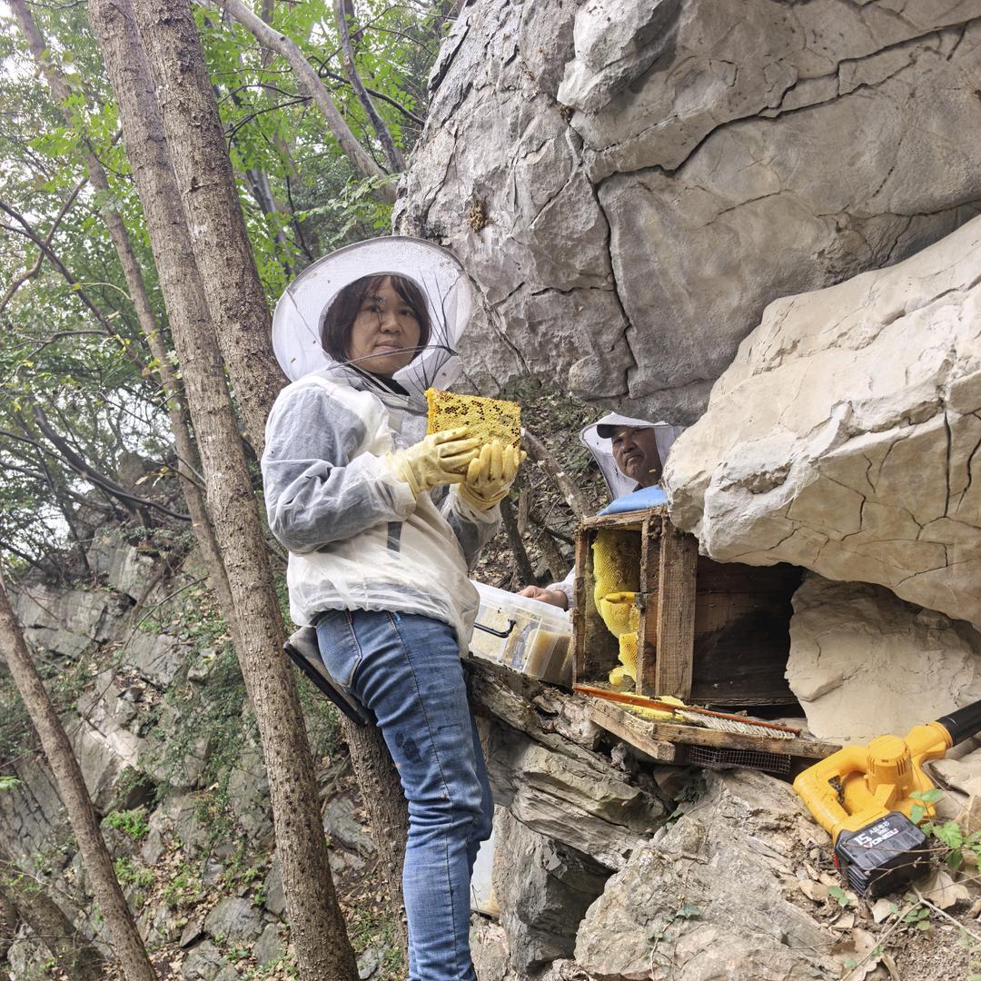 荆楚深山土蜂蜜