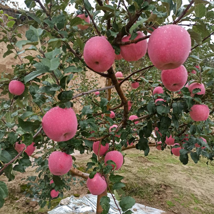 苹菓哥