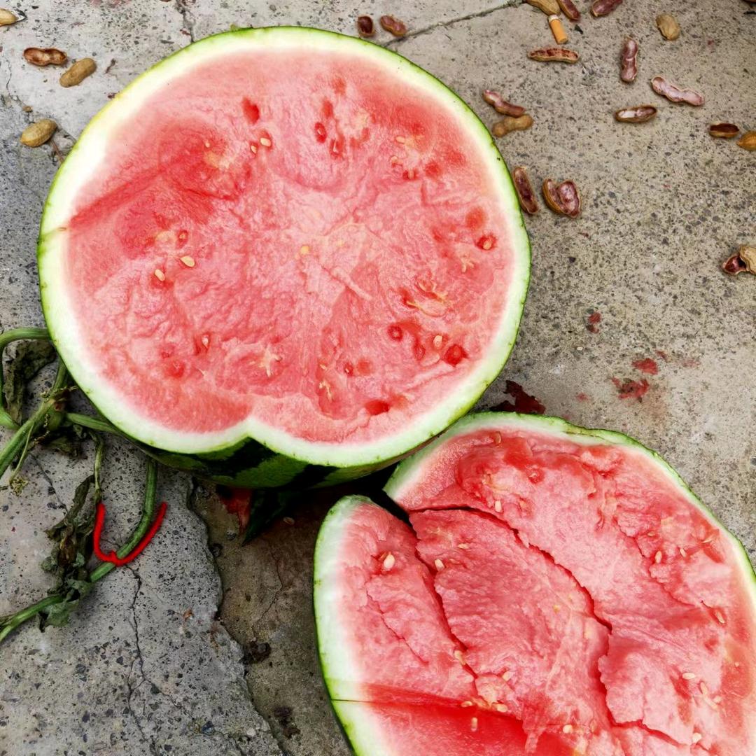 小陈西瓜种植   批发零售