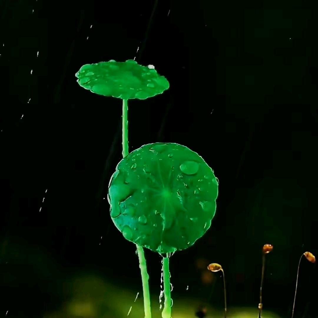 ٩(๑❛ᴗ❛沐枫✺◟∗❛ัᴗ❛ั∗)◞