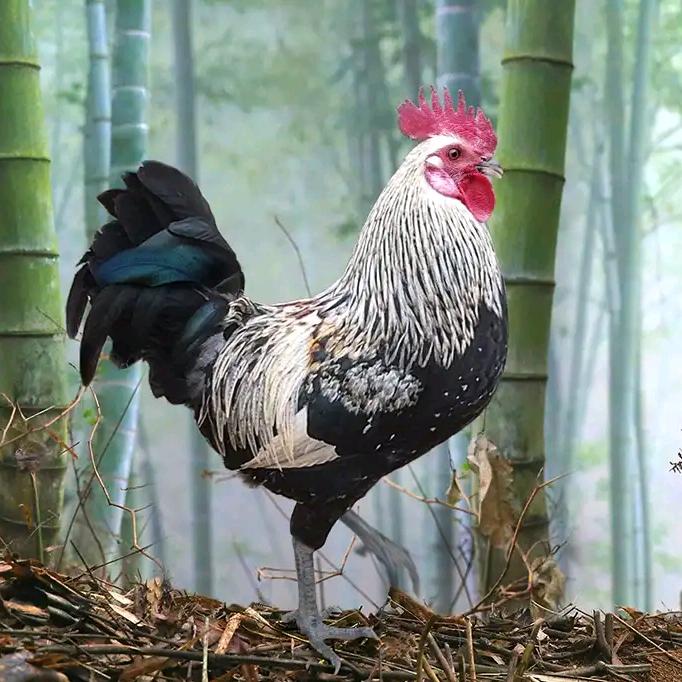 牧青禽业