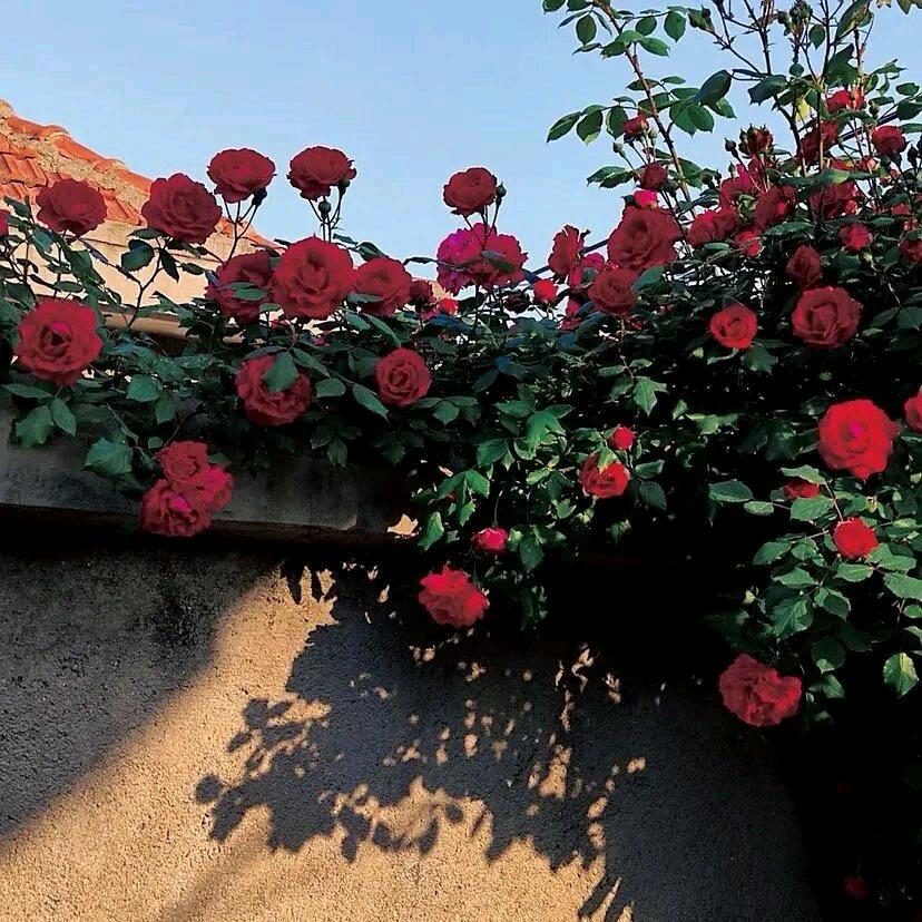 芳之物语