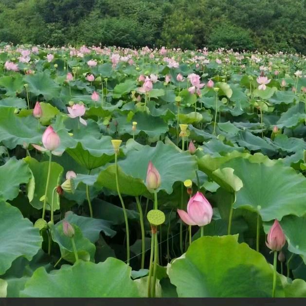 ℳঞᩚ为尔停刘꧔ꦿ᭄