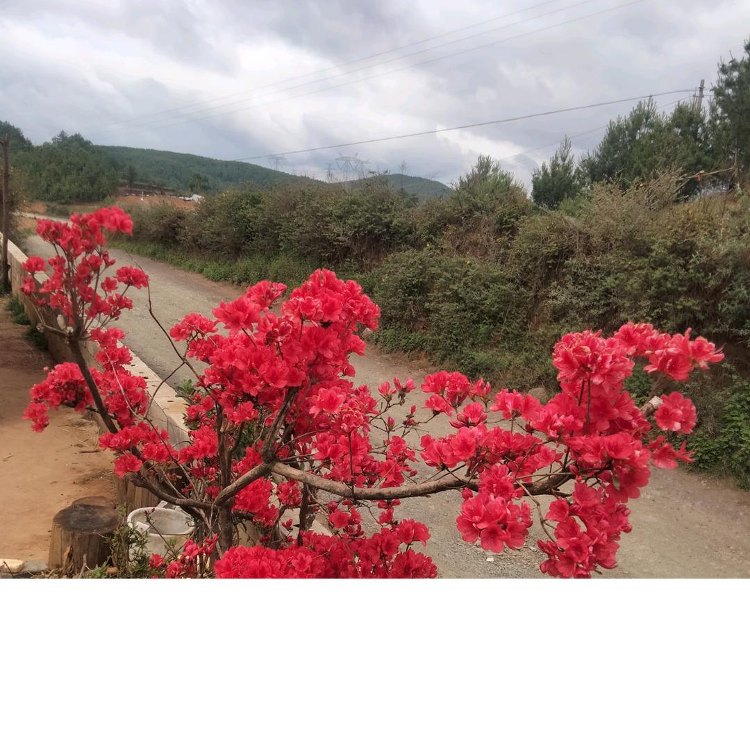 心想事成，开心果，越过越年轻从有进度发展