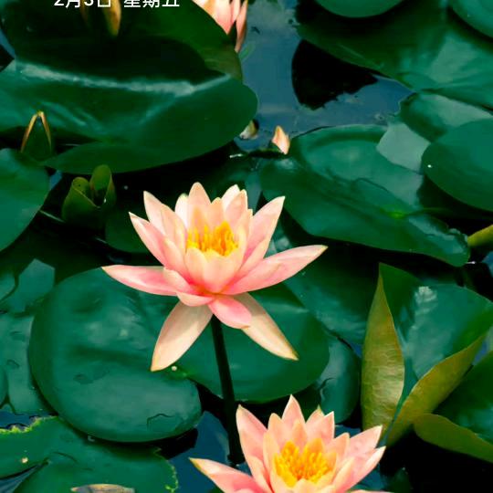 医院派单主管刘哥