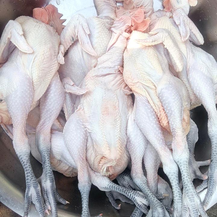 庄寨白条鸡老鹅批发