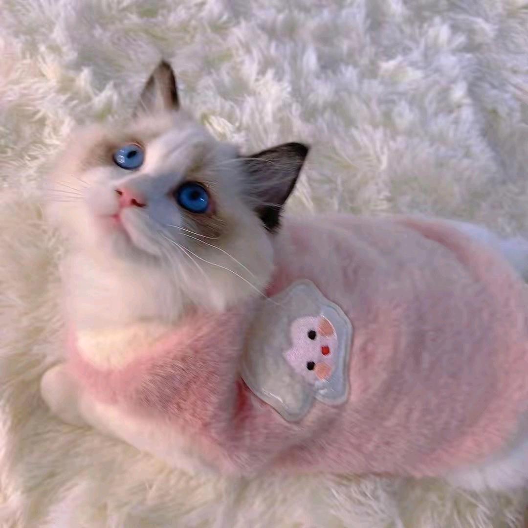 宠乐福宠物用品