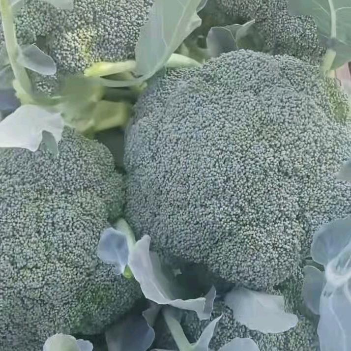 姜维商贸行