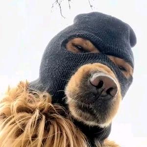 狗子🐶²³⁺¹⁰⁼³²