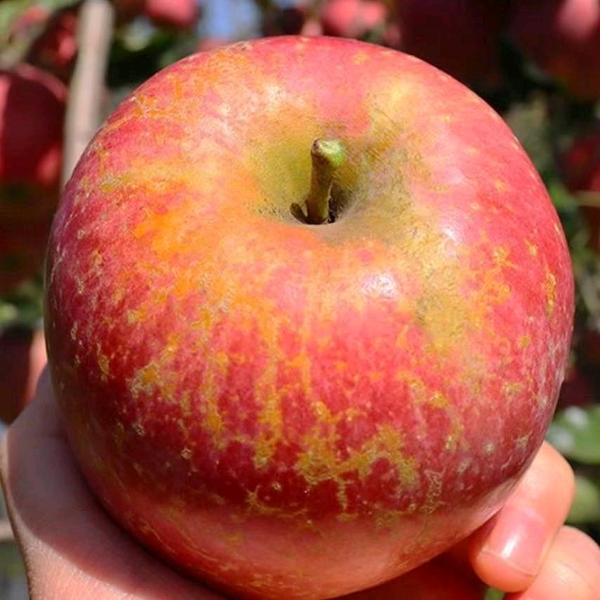 云南的农家特产