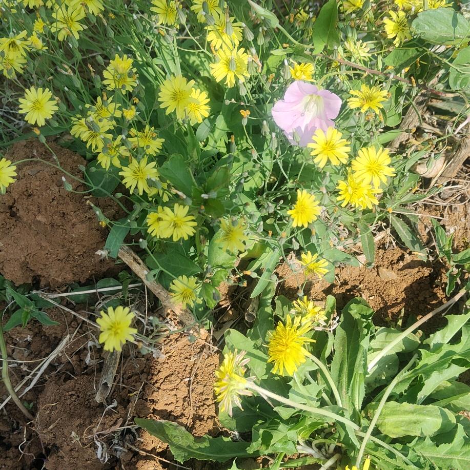 花落花开