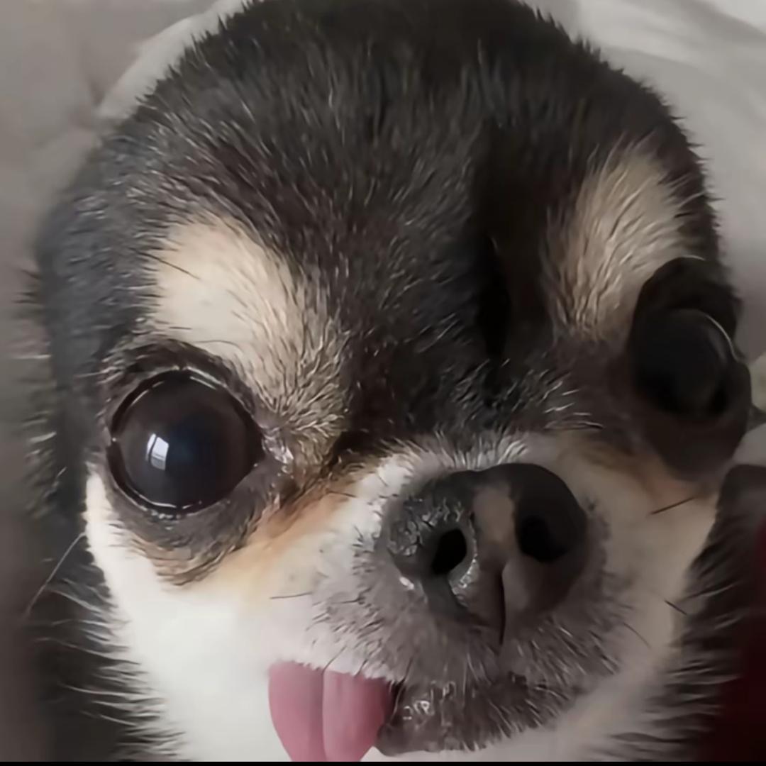 番茄鸡蛋头像