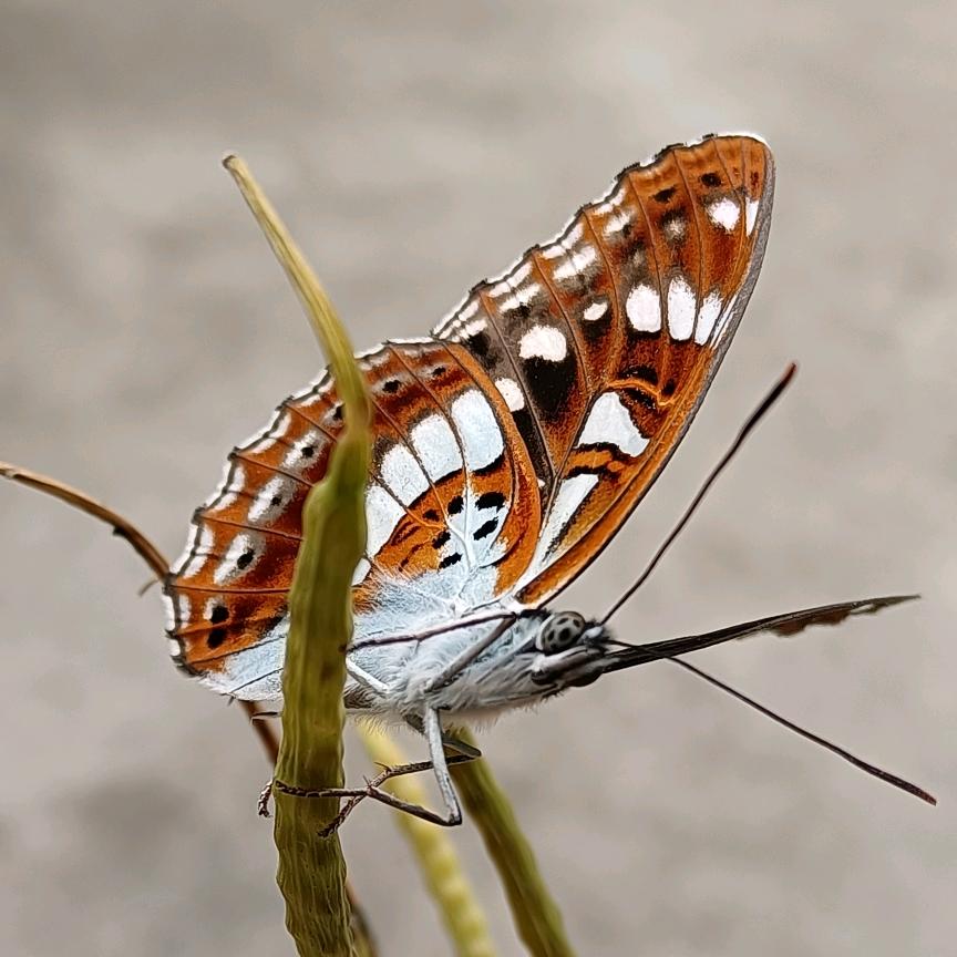 ♛麻辣鱿鱼徐➠