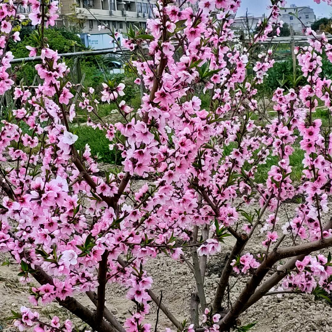 福贵花开
