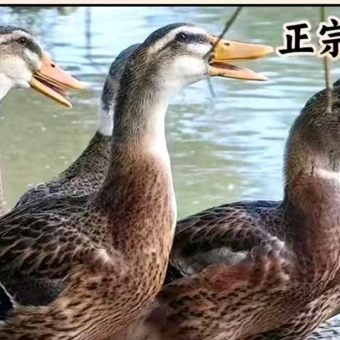 家庭农场农家乐