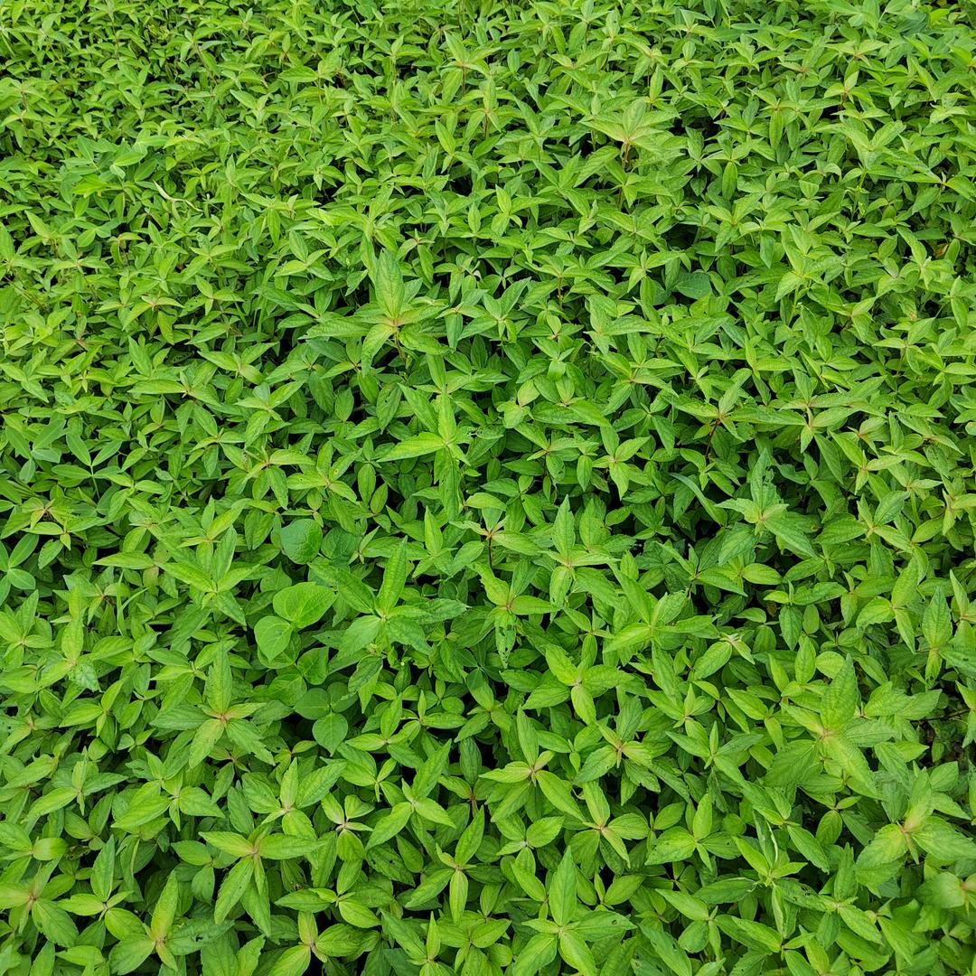 凸⊙0@抒一·0劣。。弋