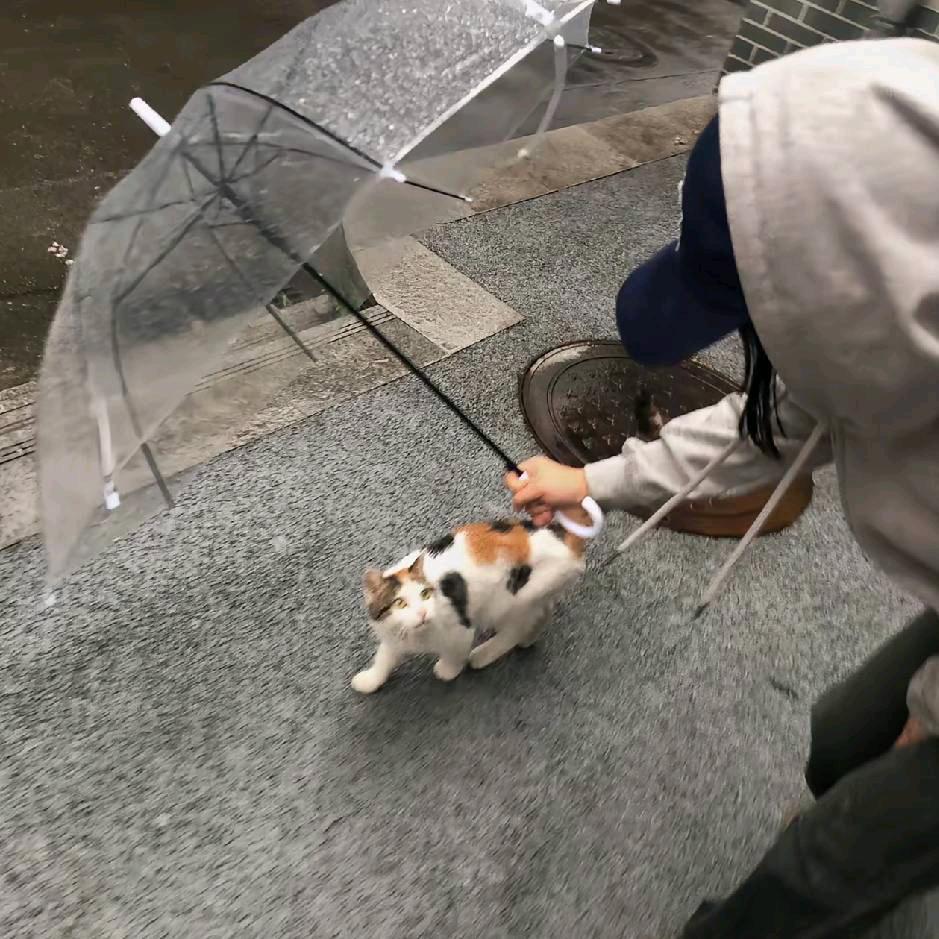 阿岁😼