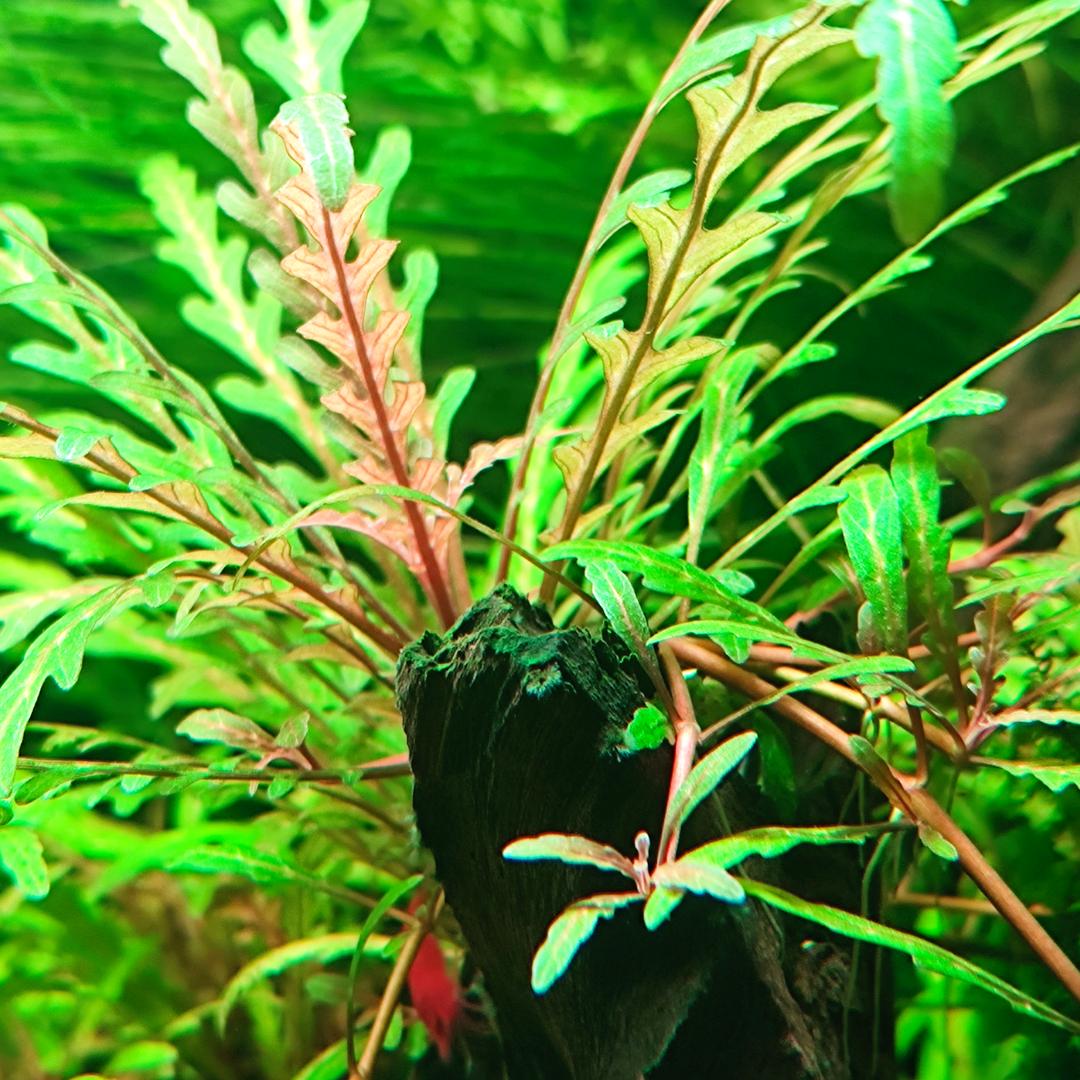 水草缸爱好者-沙坡尾