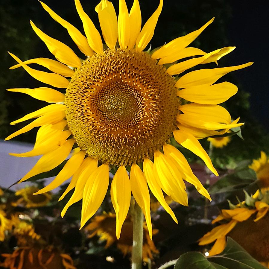 ☀️@延丽吖🌹