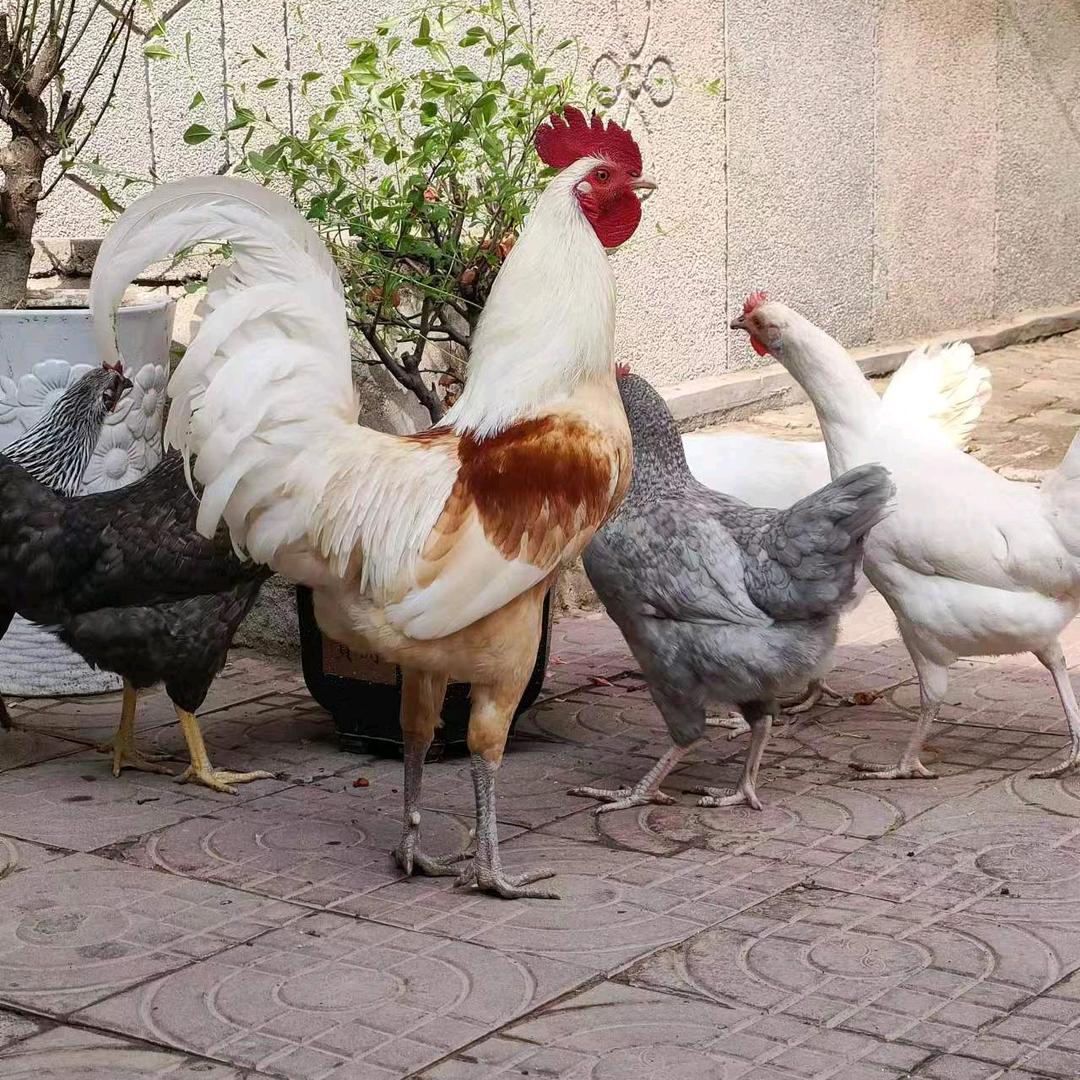上上签农场