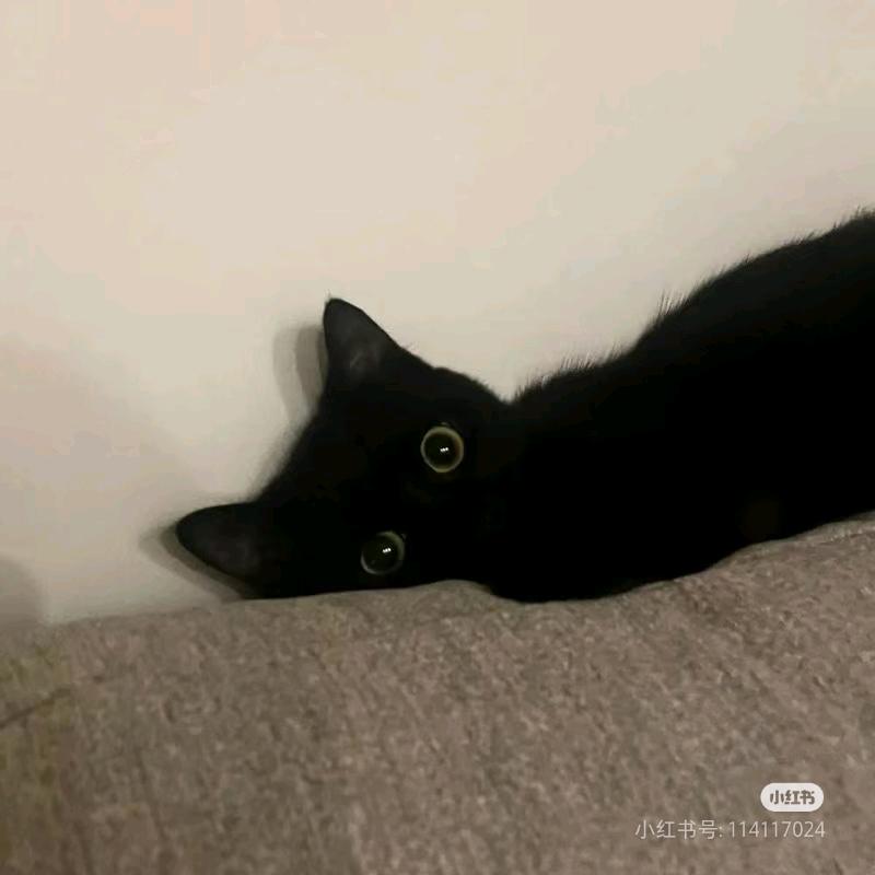 吃个猫猫饱