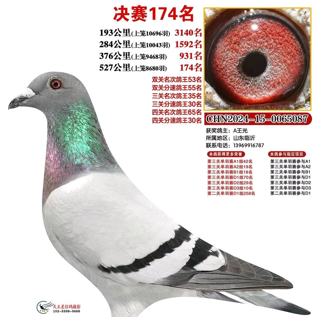 环球赛鸽