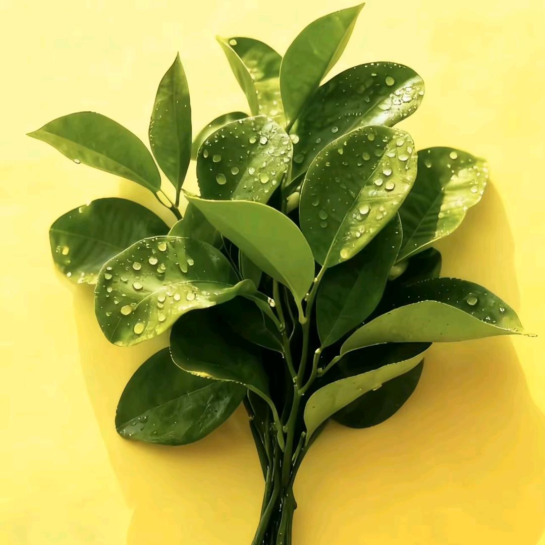 波妞👨‍👩‍👧‍👦