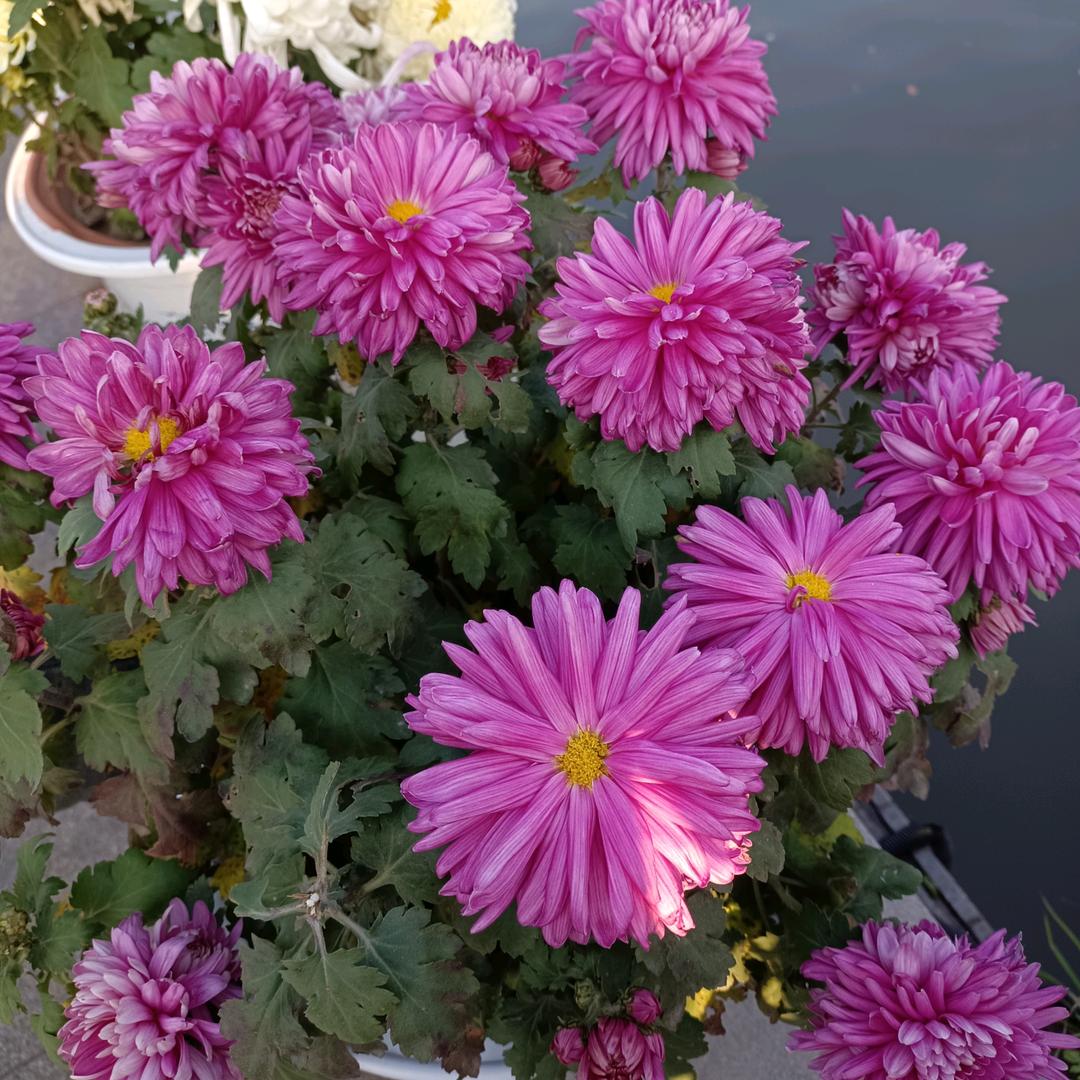英姐🌺