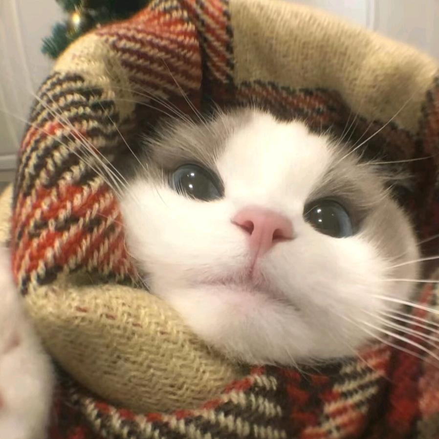狗