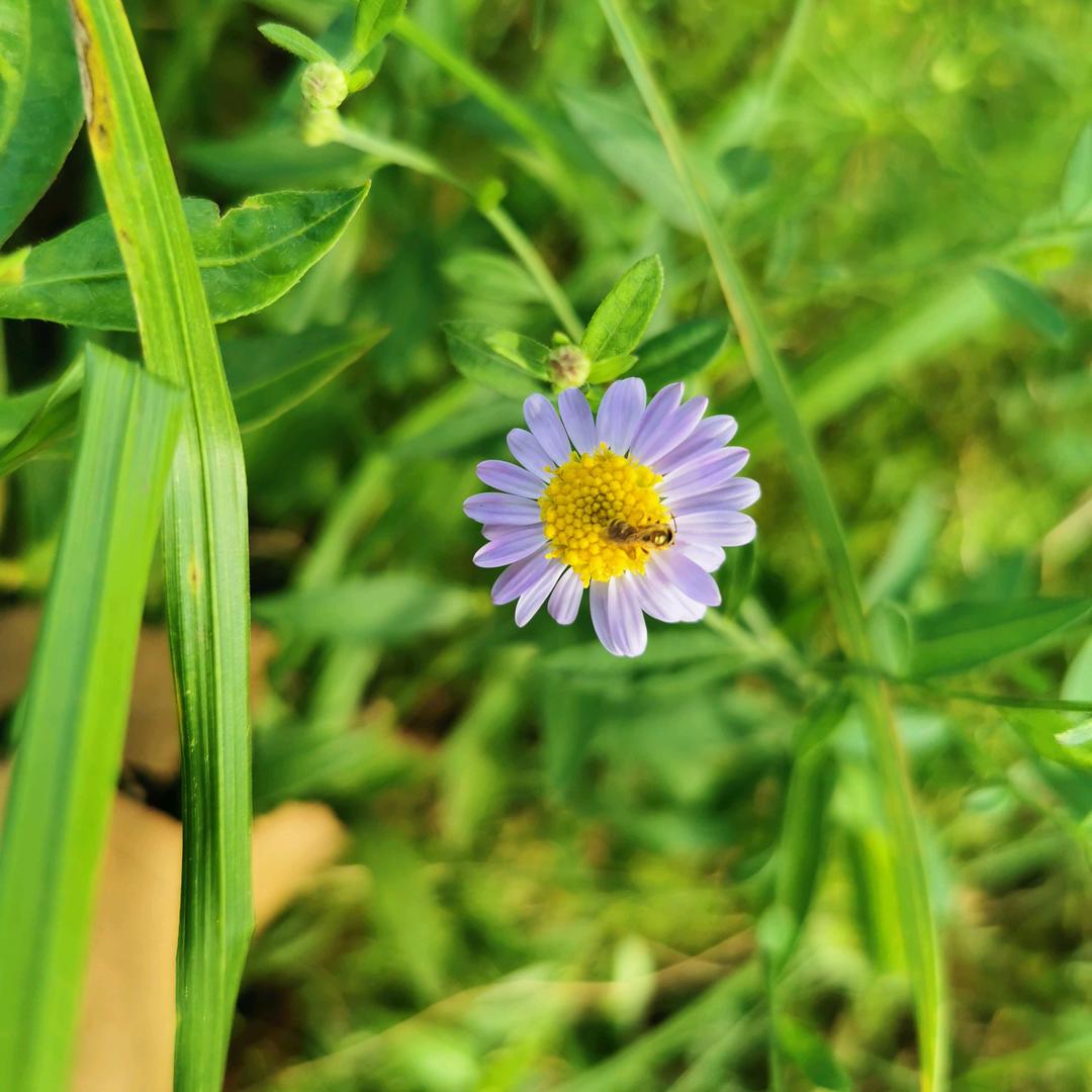 🌸花样年华🌸