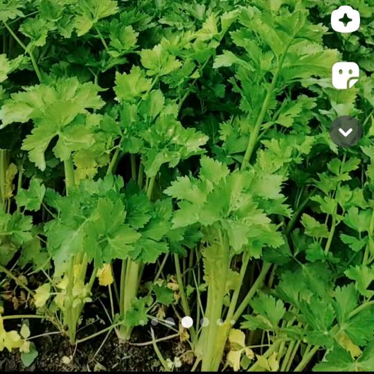 相依为命？新号