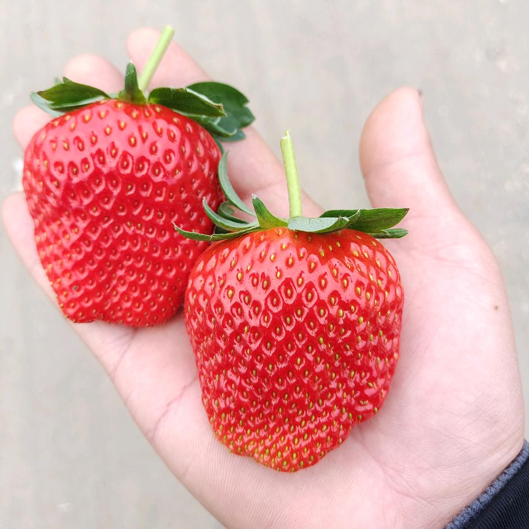 莓滋滋草莓铺子