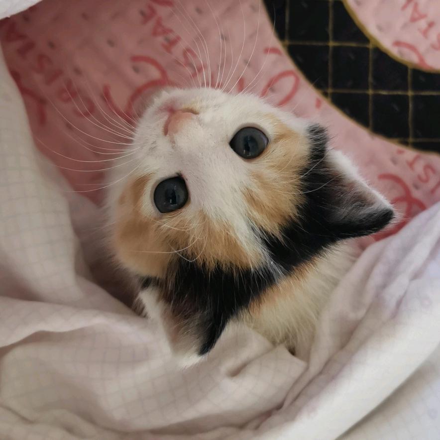 猪猪🐱