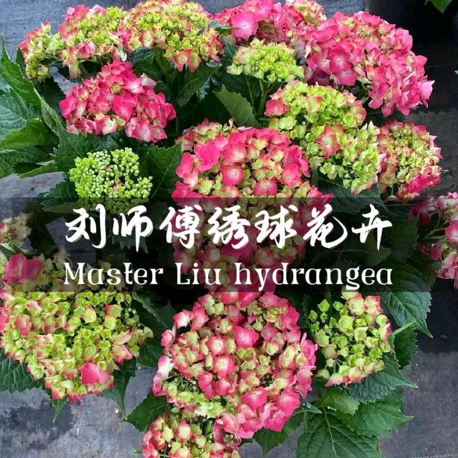 新农人（刘师傅）