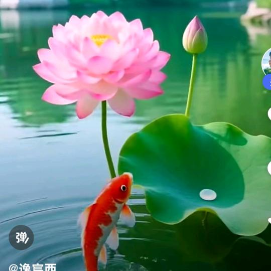 《妙音》心若莲花