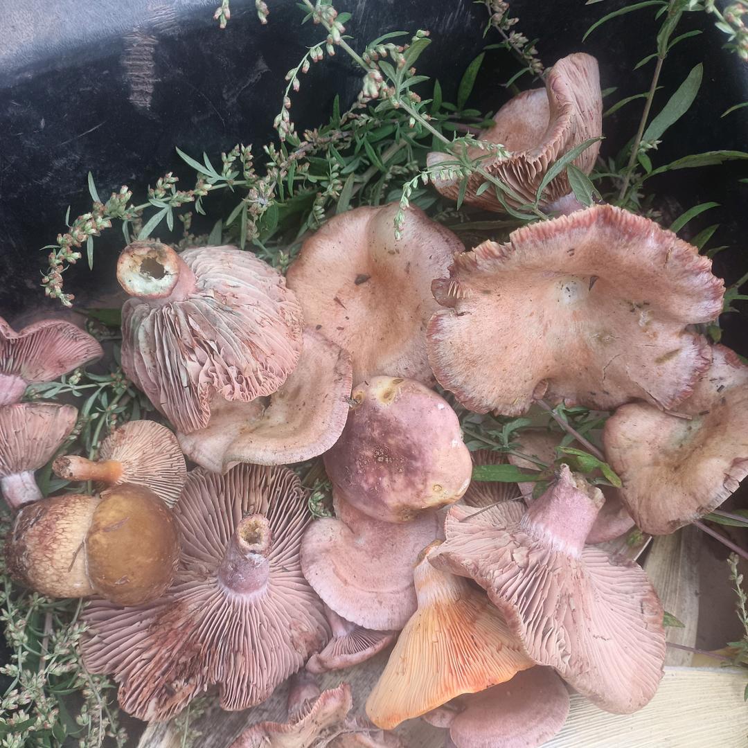 🍀🍂青青🌹🌼河边草🌹🍏