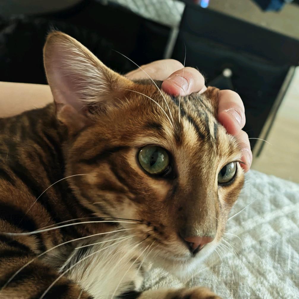 淦什猫头像