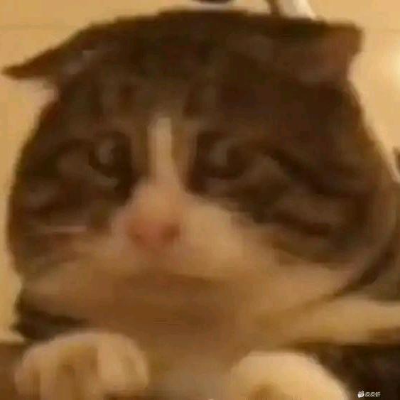 憨猫谷