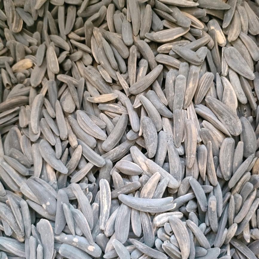 百泉  老苏瓜子《硕》