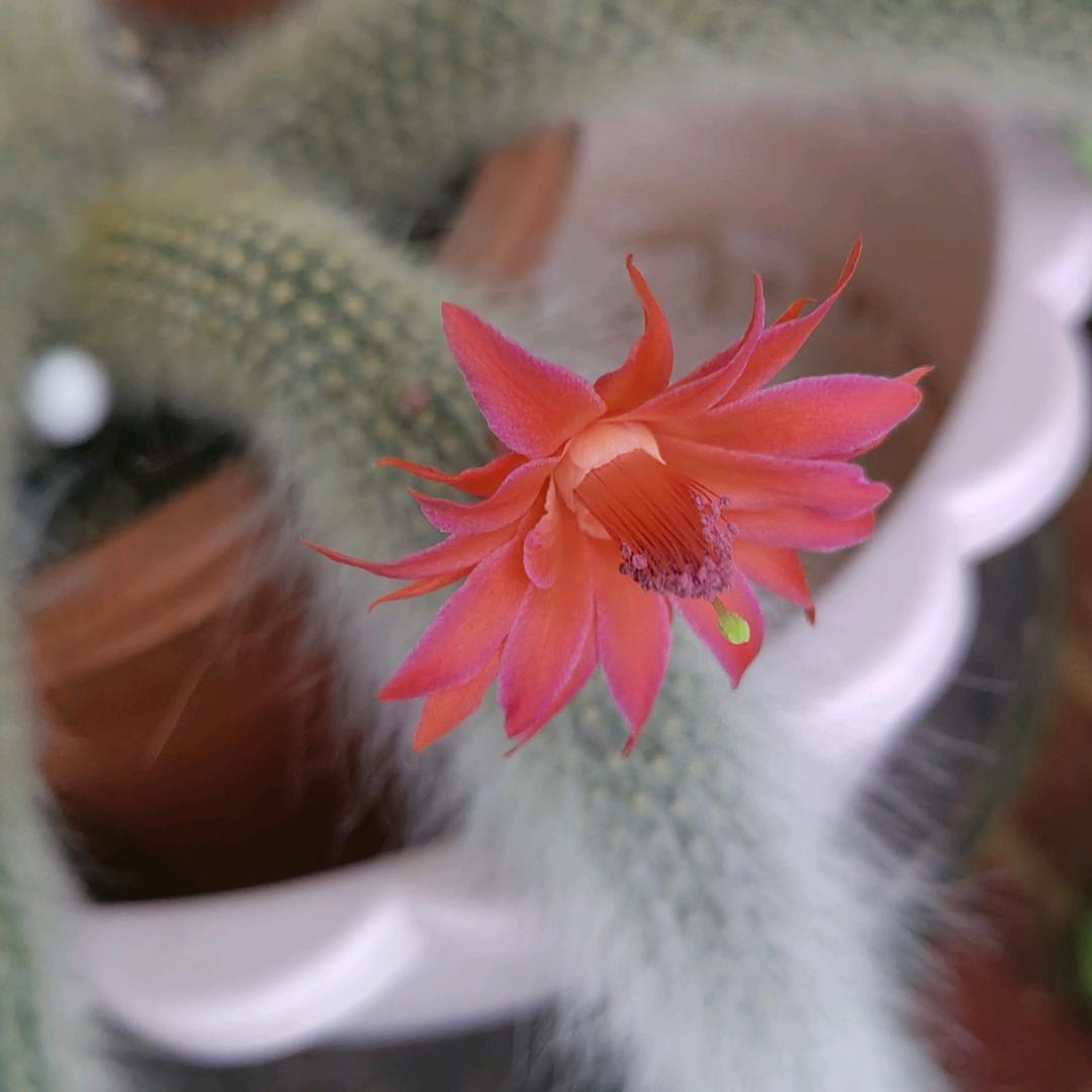 芳