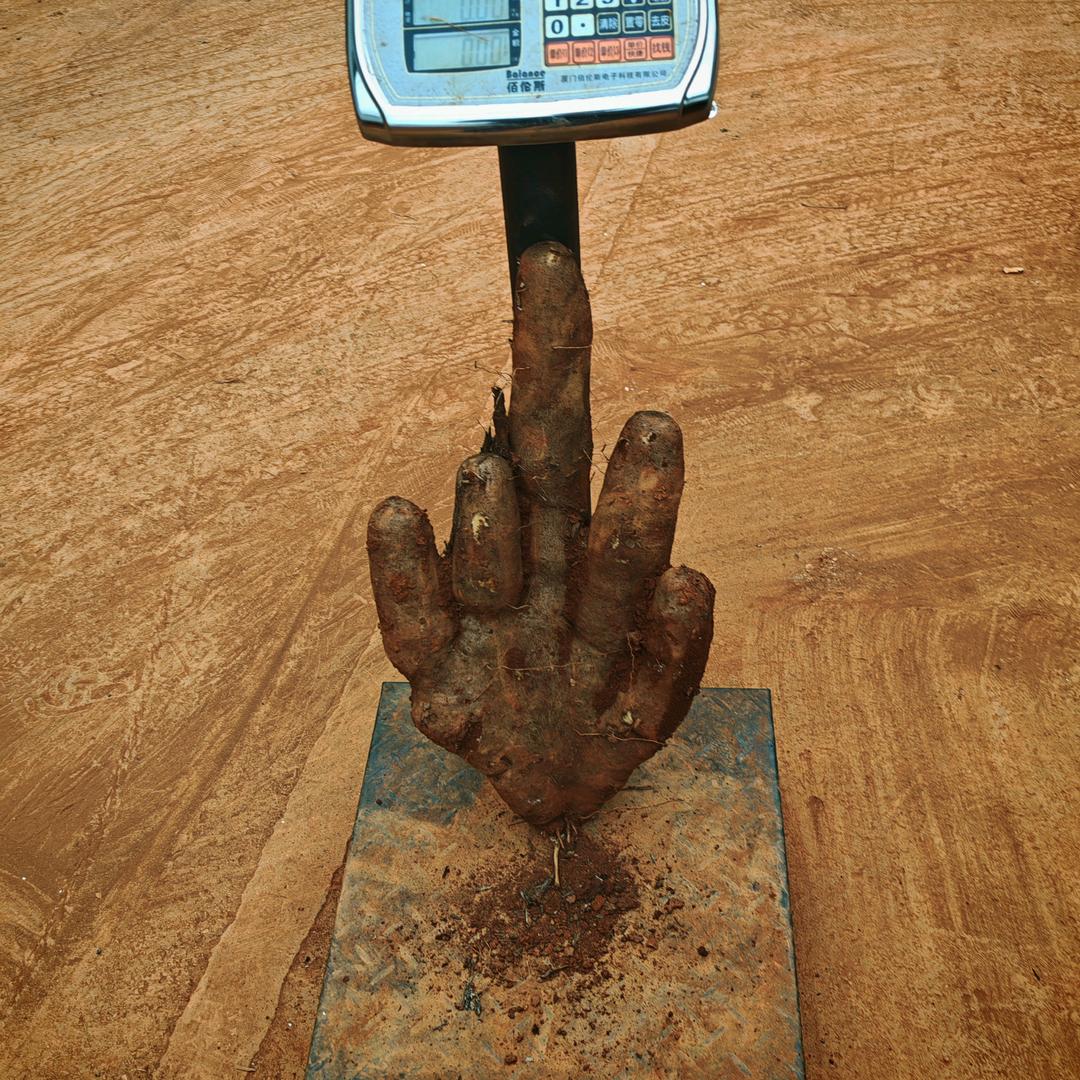 承接抹灰工在昆明批发林芝山药，及全国代购