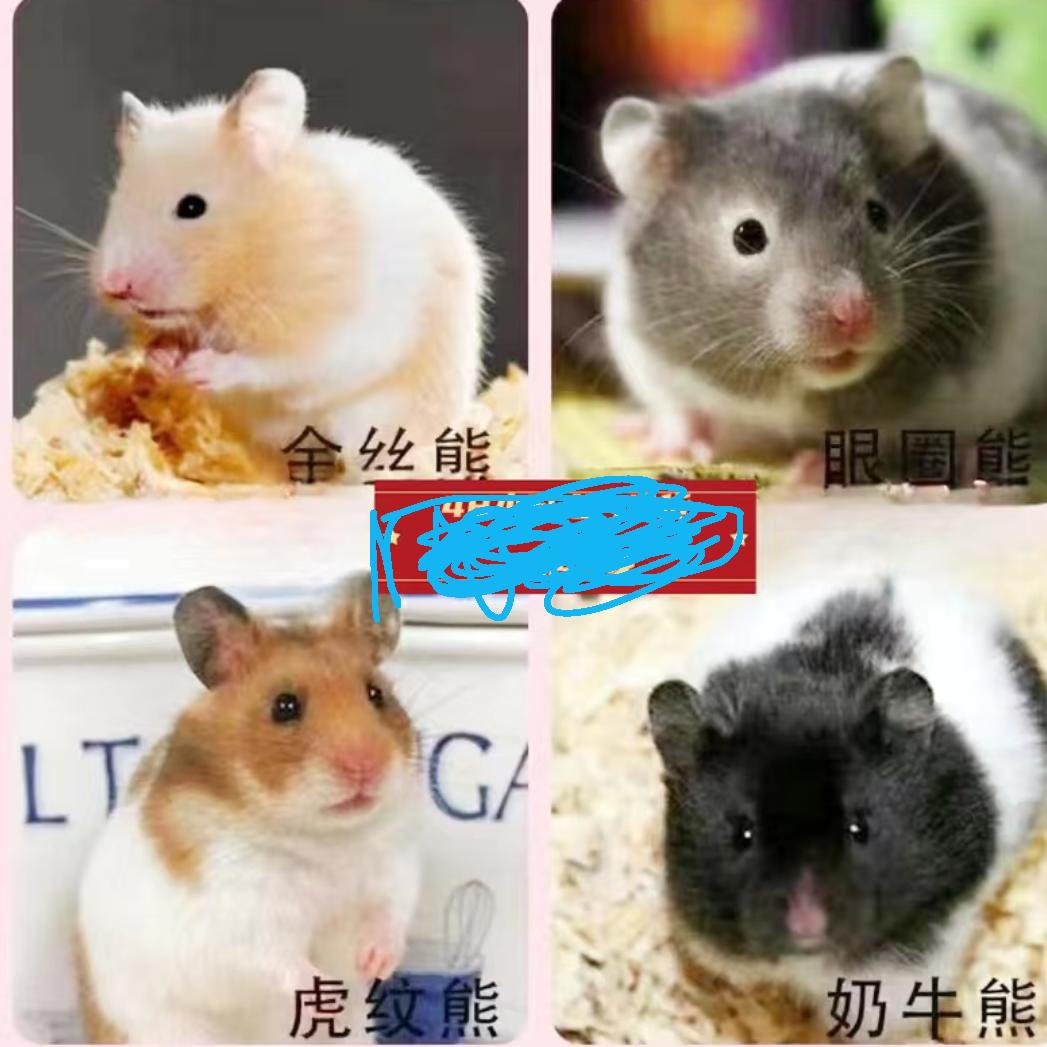 金丝熊仓鼠繁育
