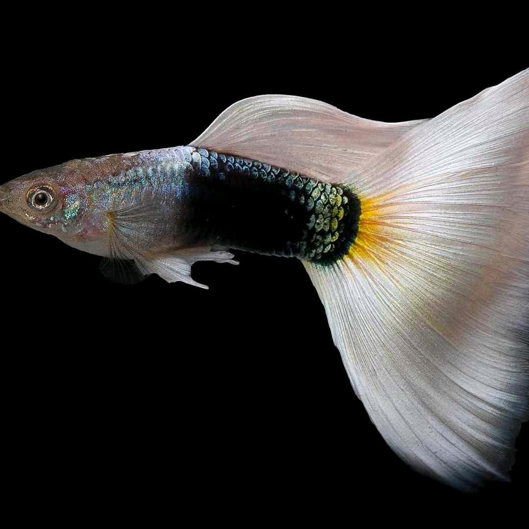 艾华水族（渔场直发可代发）