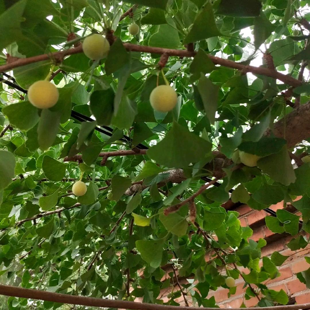 爱跑骚的小蚂蚁