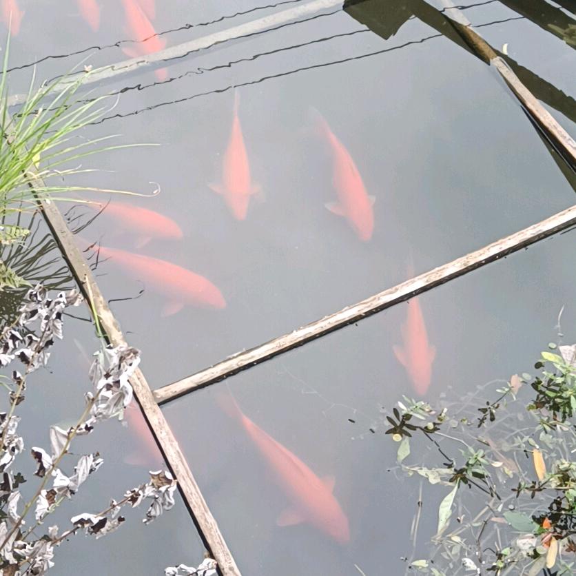 伟平