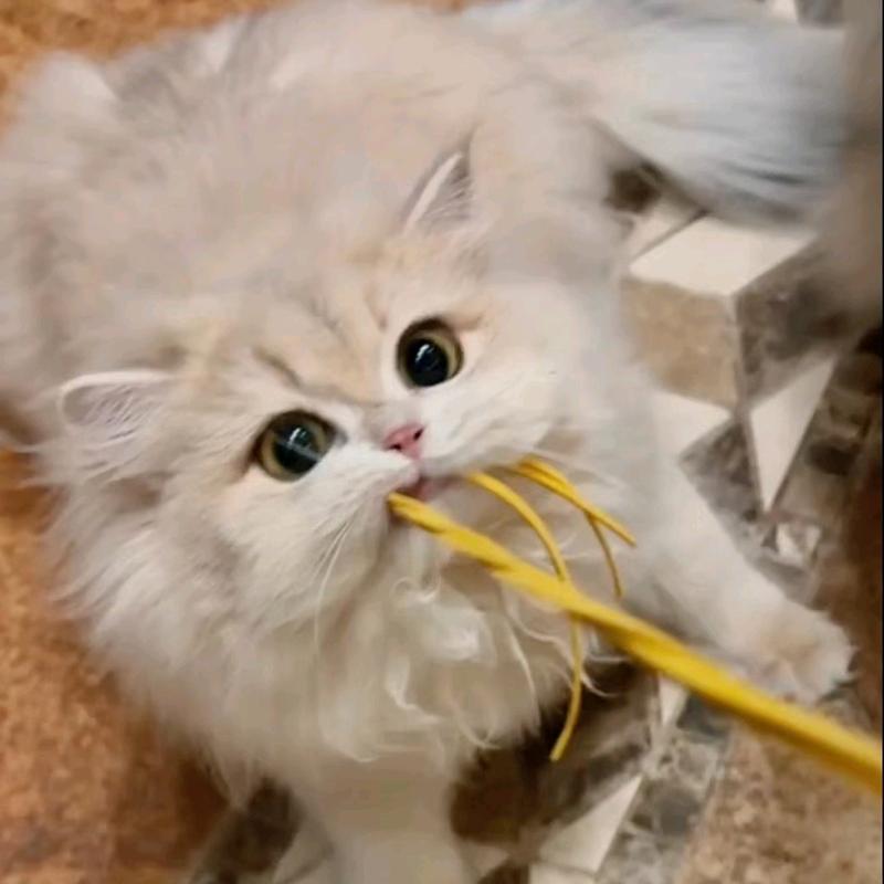 飞鱼噗噗