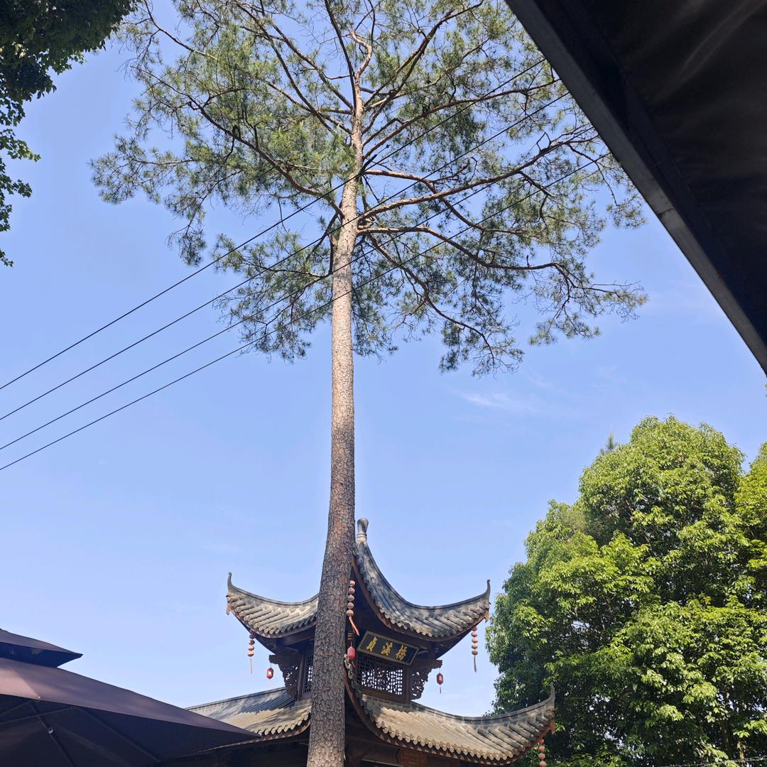 芳妮