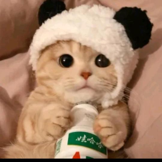 小陈会吃香菜。