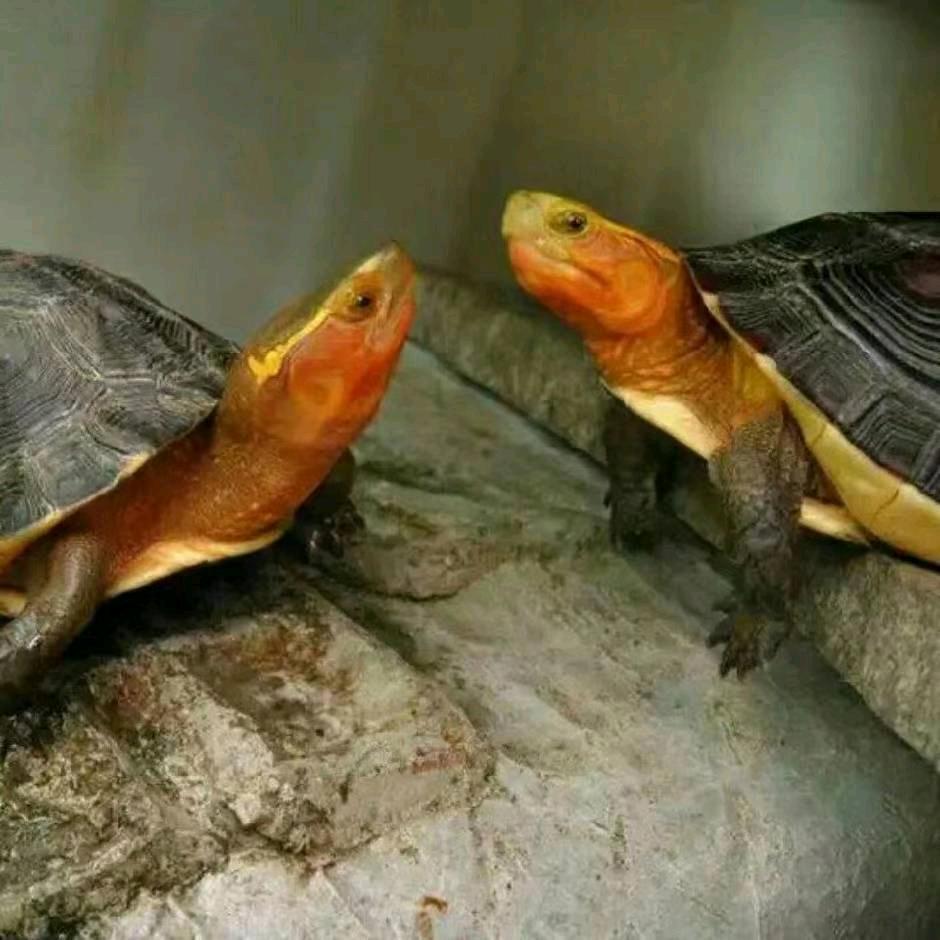 AA王中之王